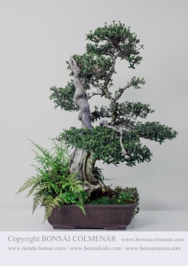 Olea europea sylvestris