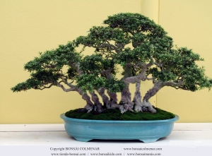 Terminada la floración.