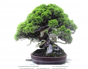 Juniperus chinensis