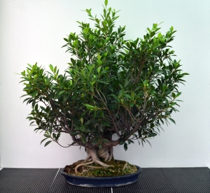 Ficus retusa. Pendiente de trabajo.