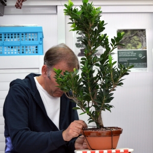 SUJETANDO ARBOL Y MACETA