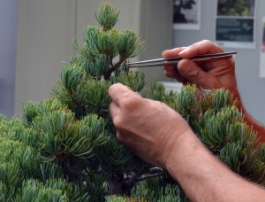 LIMPIEZA PINUS PARVIFLORA