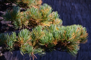 PINUS PARVIFLORA