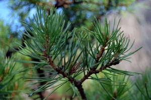 PINUS SILVESTRIS