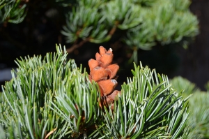 PIÑA EN PINUS PARVIFLORA