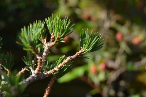 PINUS SYLVESTRIS LIMPIO