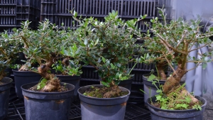 Prebonsais de olivos