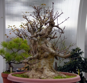 Prebonsáis de arces y pinos