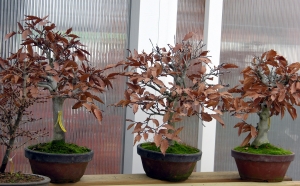 prebonsaís de hayas