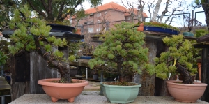 Prebonsáis de pinos