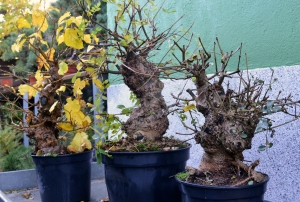 Prebonsais de fresnos y morera