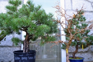 Prebonsais de pinos y larix.