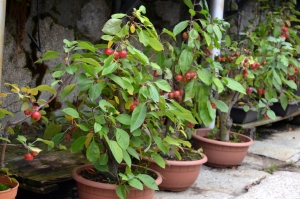 prebonsais de manzanos.