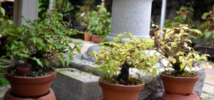 Prebonsais de premnas japónicas.