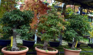 Prebonsáis de arces