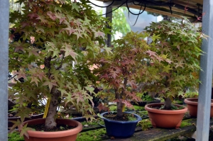 Prebonsáis de arces