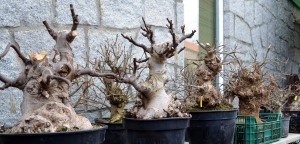 Prebonsáis de higueras y fresnos