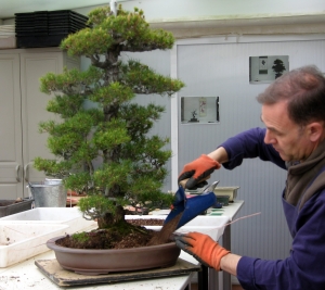 Pinus P Kovonde. Trasplante