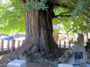 IMPRESIONANTE NEBARI