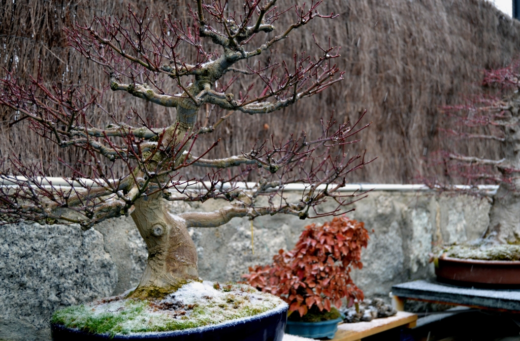 Primeros copos en BONSÁI COLMENAR