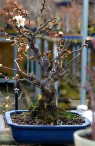 Flores tempranas, prunus.