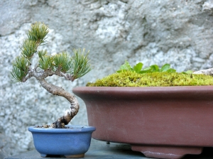 10 cms. Pinus