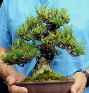 Pinus