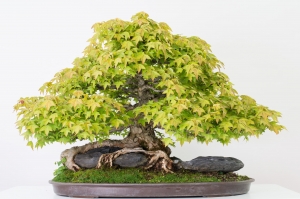 Acer Buergerianum