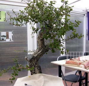 Comienzo 2ª alambrado