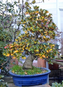 Azalea preparada para el invierno