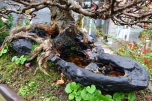 Detalle piedra / raíces.