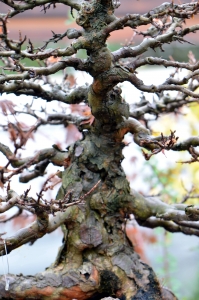 Tronco, ramificación.