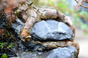 Raíces agarran la roca.