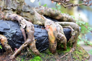 Raíces agarran la roca.