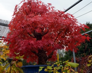 Acer palmatum Arkawa