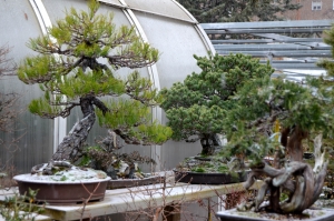 Primeros copos en BONSÁI COLMENAR