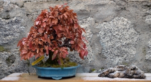 Fin del Otoño en BONSÁI COLMENAR