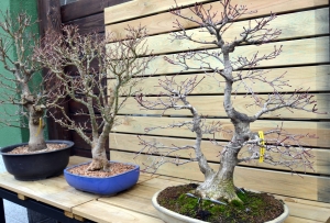 Diferentes momentos, misma especie.