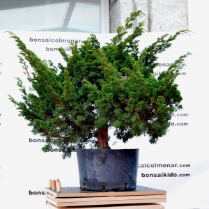 Juníperus chinensis (antes)