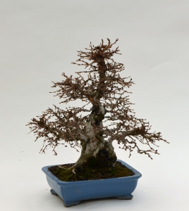 Carpinus coreana