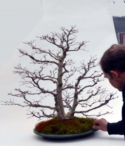 Acer palmatum deshojo