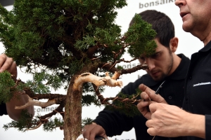 Alambrado ramas bajas