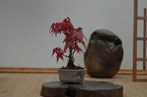 acer palmatum deshojo 13 cms