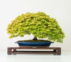 Bonsai 6_0023-min