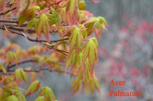 acer palm-min