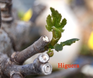 higuera-min