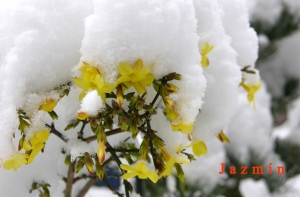 jazmin-min