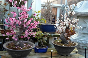 3-febrero-prunus-min