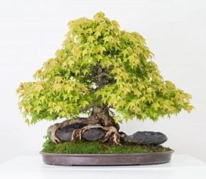 bonsai-6_0056-min