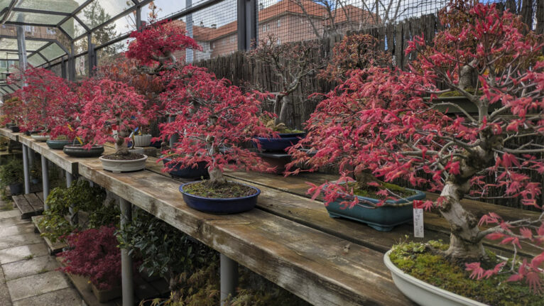 Blog Bonsai Colmenar - Tu Blog especializado sobre bonsis